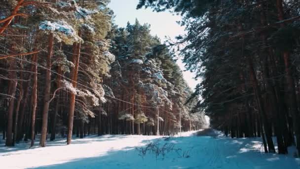 Cinemágrafo Floresta Neve Floresta Pinheiros Bela Paisagem Inverno Com Caminho — Vídeo de Stock