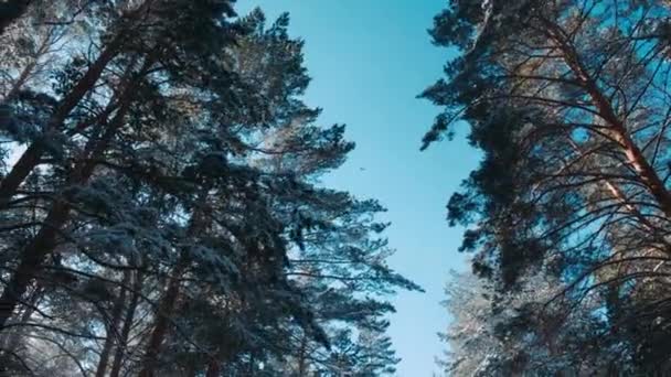 冬季降雪的山松森林与雪地的圣诞树 慢动作冬天的背景冬天降雪盖满冷杉树 冬天的暴风雪 雪花飘落 — 图库视频影像
