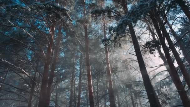 Bioscoopfiguur Sneeuwval Het Dennenbos Prachtig Winterlandschap Met Een Pad Diep — Stockvideo