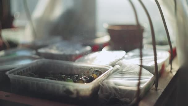 Femme Propriétaire Magasin Pulvérisation Une Plante Avec Eau Intérieur Boutique — Video