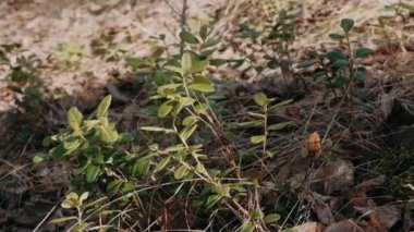 İlkbaharda yosunların yanında yaban mersini.