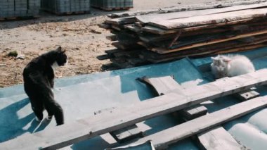 Güneşli bir günde terk edilmiş sokak kedileri.