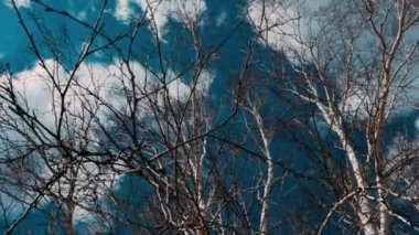 Huş dalları güçlü bir rüzgarda sallanır.