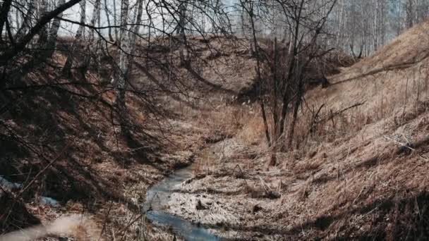 Piccolo Ruscello Acqua Fusione Burrone Frondoso Primaverile — Video Stock