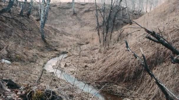 Pequeno Fluxo Água Derretida Desfiladeiro Frondoso Primavera — Vídeo de Stock