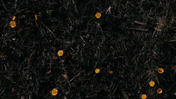 Les Premières Fleurs Printanières Sur Sol Noir Mère Belle Mère — Video