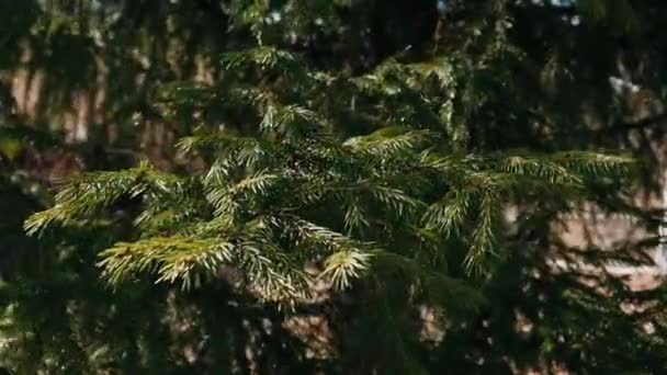 Les branches mangeaient chancelant d'un vent fort 