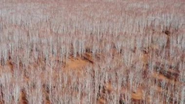Birch Grove kuş bakışı. Düşmüş yapraklı huş ağaçları