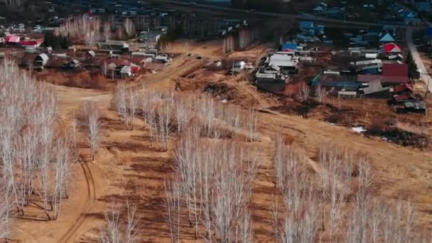 Birch Grove Bird Eye View Birch Trees Fallen Leaves — Stock Video