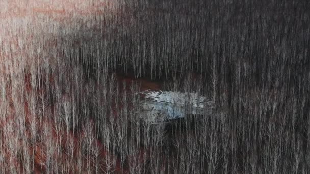Birkenhain Aus Der Vogelperspektive Birken Mit Umgestürzten Blättern — Stockvideo