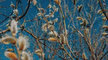 Branches of pussy-willow of blooming seals. Early-stage shoot