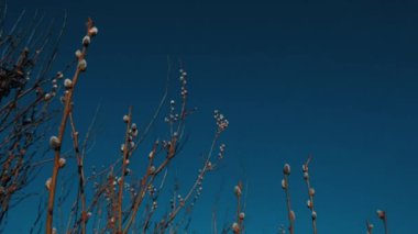 Branches of pussy-willow of blooming seals. Early-stage shoot