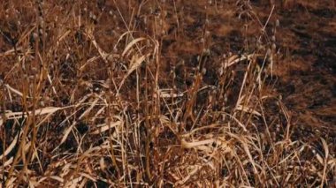 # Sarı çimlerde filizlenir genç söğüt filizleri #