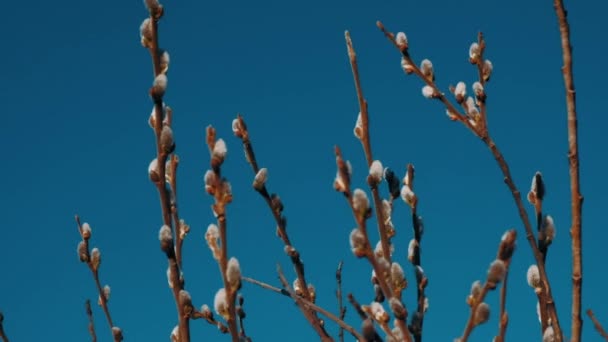 Branches Pussy Willow Blooming Seals Early Stage Shoot — Stockvideo