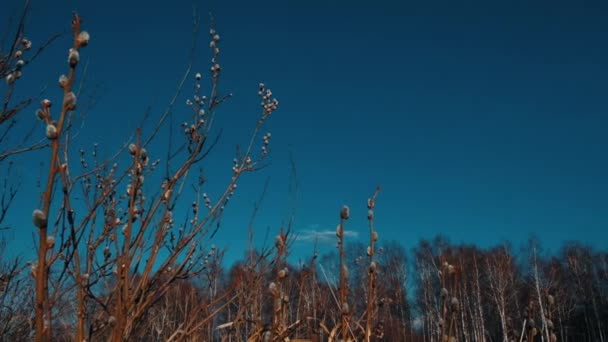 Branches Pussy Willow Blooming Seals Early Stage Shoot — Stockvideo