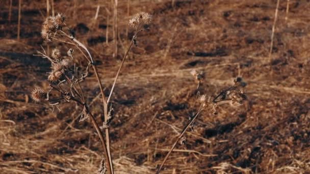 Brusture Uscat Într Câmp Iarbă Galbenă Uscată Într Senină Însorită — Videoclip de stoc