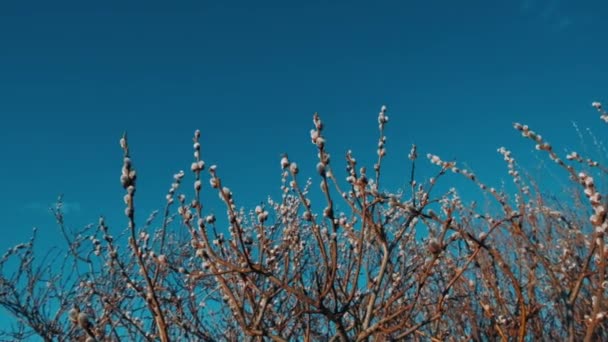 Ветви Киски Ивы Цветущих Тюленей Ранняя Стадия Съёмок — стоковое видео