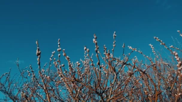 Branches Pussy Willow Blooming Seals Early Stage Shoot — Stockvideo