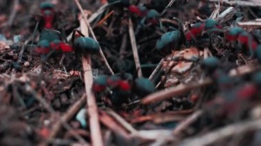 Yuvada hareket eden kızıl ağaç karıncaları. İlkbaharda kızıl ağaç karıncaları ile Anthill yakın