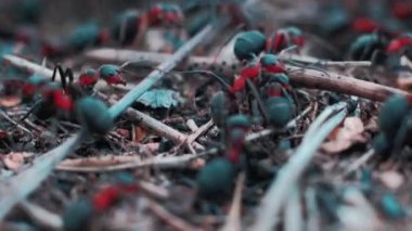 Yuvada hareket eden kızıl ağaç karıncaları. İlkbaharda kızıl ağaç karıncaları ile Anthill yakın