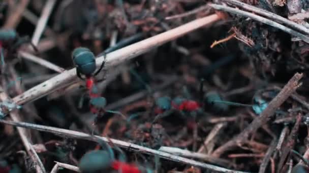 Fourmis Rouges Déplaçant Sur Nid Fourmilière Avec Fourmis Rouges Printemps — Video