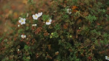 Ağaç dalları Sonbahar sarısı yaprakları