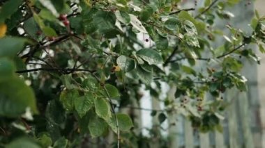 Ağaç dalları Sonbahar sarısı yaprakları