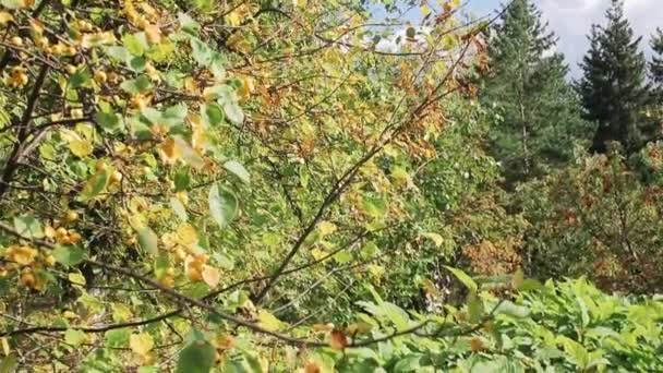 branches des arbres automne feuilles jaunies 