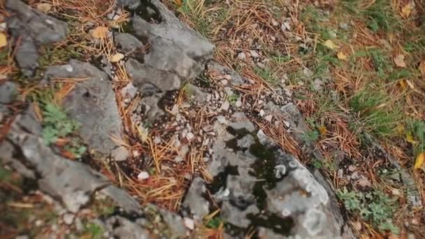 秋の黄色の日に苔と岩の形成 — ストック動画