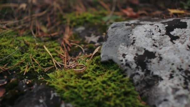 Trouwringen Liggen Een Mos Bij Een Rots — Stockvideo