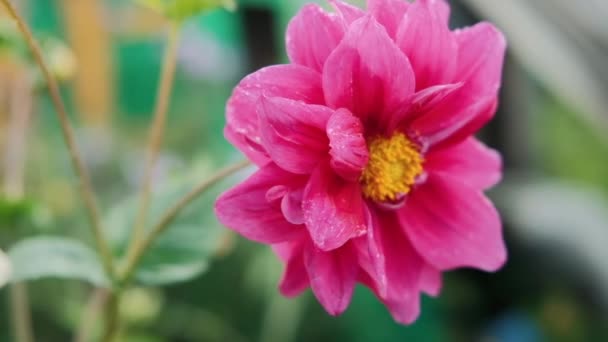 Περισσότερο Ροζ Λουλούδι Ένα Πράσινο Στέλεχος Φθινόπωρο — Αρχείο Βίντεο