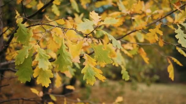 Branches Des Arbres Automne Feuilles Jaunies — Video