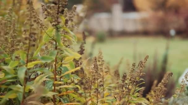 Φύση Video Σενάριο Σκηνή Κοντά Του Φύλλου Σφενδάμου Που Φυσάει — Αρχείο Βίντεο