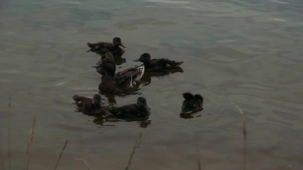Mamá Pato Con Patitos Nadar Río — Vídeos de Stock