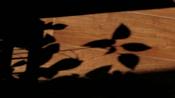 Schatten Von Den Blättern Der Setzlinge Auf Dem Boden Haus — Stockvideo