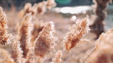 Rüzgardan gelen hareketle sazlar yakın plan çekimde