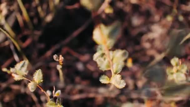 Salgueiro Verde Cambaleia Vento Plantas Primavera — Vídeo de Stock
