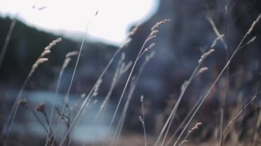 Yavaş çekimde doğal renk. Güzel çayırlarda yürüme görüntüleri yok. Sıcak yaz mevsiminde rüzgâr ve aile tatili tatili için altın ışıkta güzel bir gün batımı.