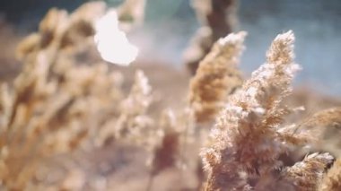 Sazlıklar rüzgarda sallanıyor ve güneş ışınları. Yaban otları gökyüzüne doğru savruluyor. Reed, Sways.Ovada Sonbahar Sahasında Çimen Esiyor. Kırsal bölgedeki Herb Ovası 'na Düşüyor. Rüzgarlı Gün.