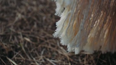  Düğünde Boho dekorasyonları. Beyaz balina kumaşı rüzgarda süzülürken sarı otların arka planında