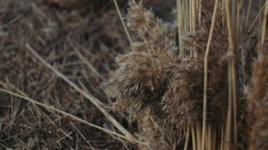 Sazlıklar rüzgarda sallanıyor ve güneş ışınları. Yaban otları gökyüzüne doğru savruluyor. Reed, Sways.Ovada Sonbahar Sahasında Çimen Esiyor. Kırsal bölgedeki Herb Ovası 'na Düşüyor. Rüzgarlı Gün.