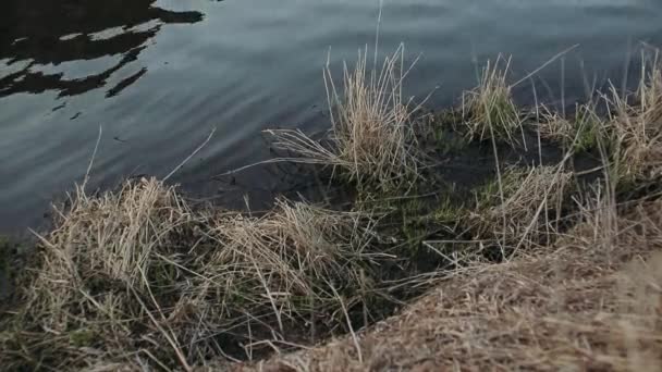 Gele Herfst Gras Bij Zwarte Rivier — Stockvideo