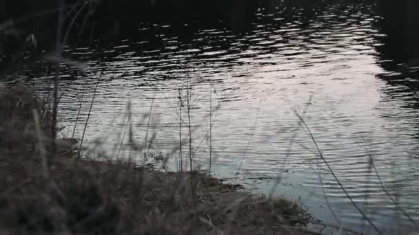 Hierba Amarilla Otoño Cerca Del Río Negro — Vídeo de stock