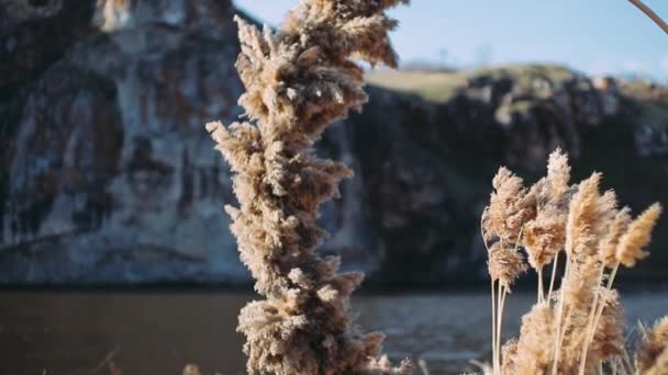 Cañas Balancean Los Rayos Del Viento Del Sol Césped Salvaje — Vídeo de stock