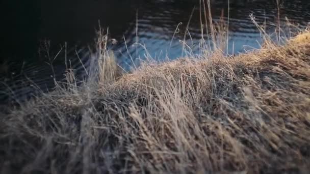 Hierba Amarilla Otoño Cerca Del Río Negro — Vídeos de Stock