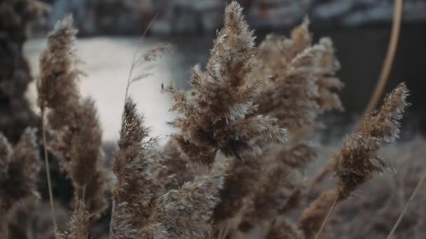 Canne Ondeggiano Sul Vento Sole Rays Wild Erba Ondeggiare Dal — Video Stock