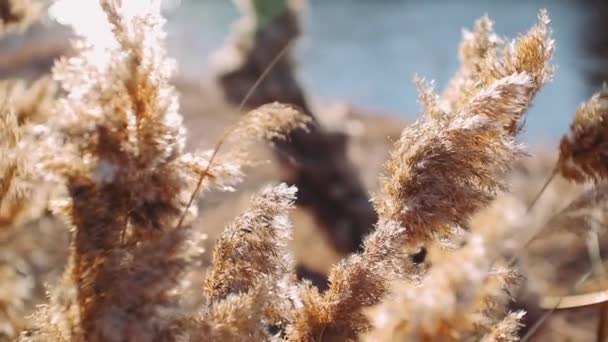 Reeds Επιρροή Στον Άνεμο Και Τον Ήλιο Rays Wild Grass — Αρχείο Βίντεο