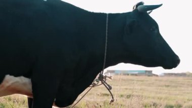 İnek güneşin altında ot yer.