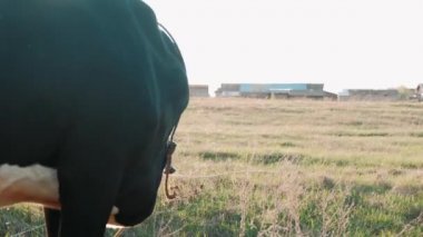 İnek güneşin altında ot yer.