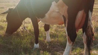 İnek güneşin altında ot yer.